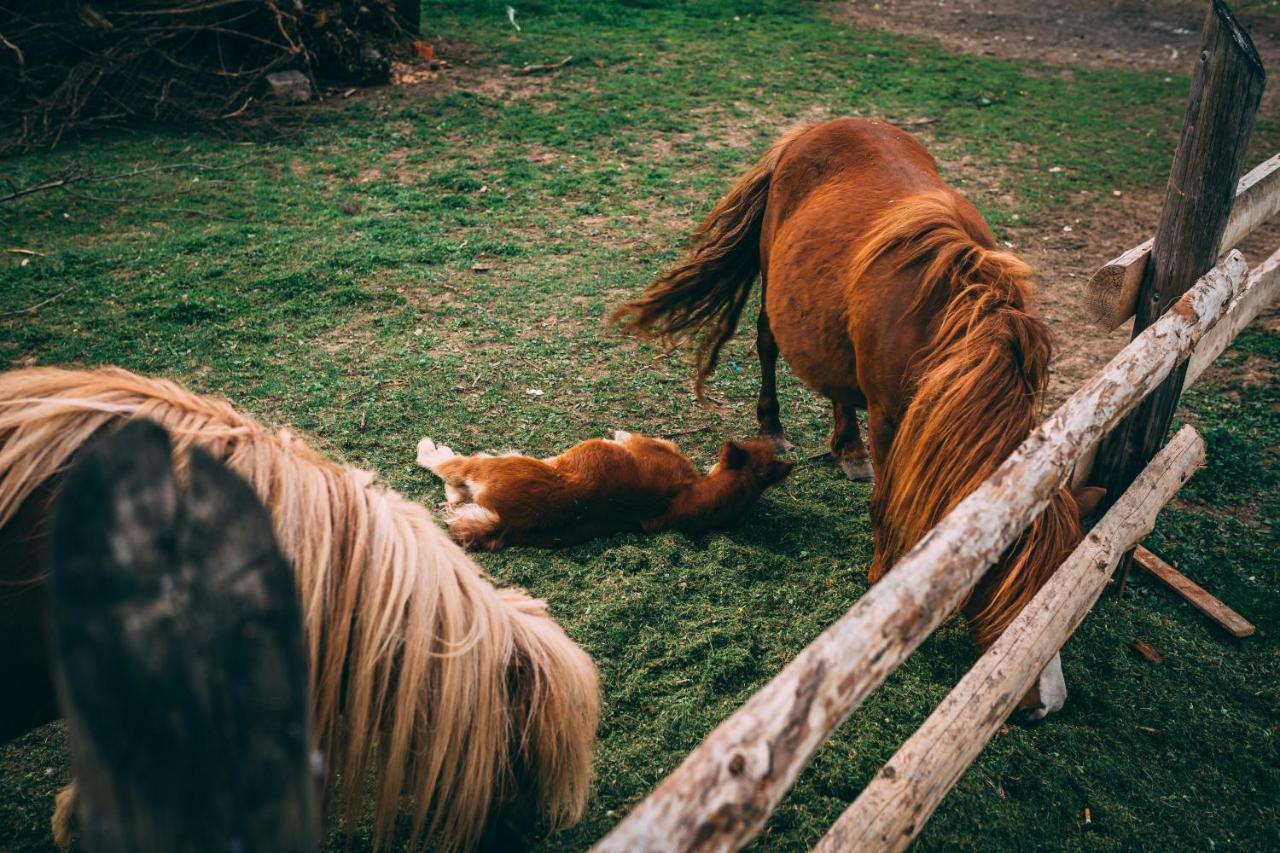 Sudeckie Chaty Kudowa-Zdrój Exteriér fotografie
