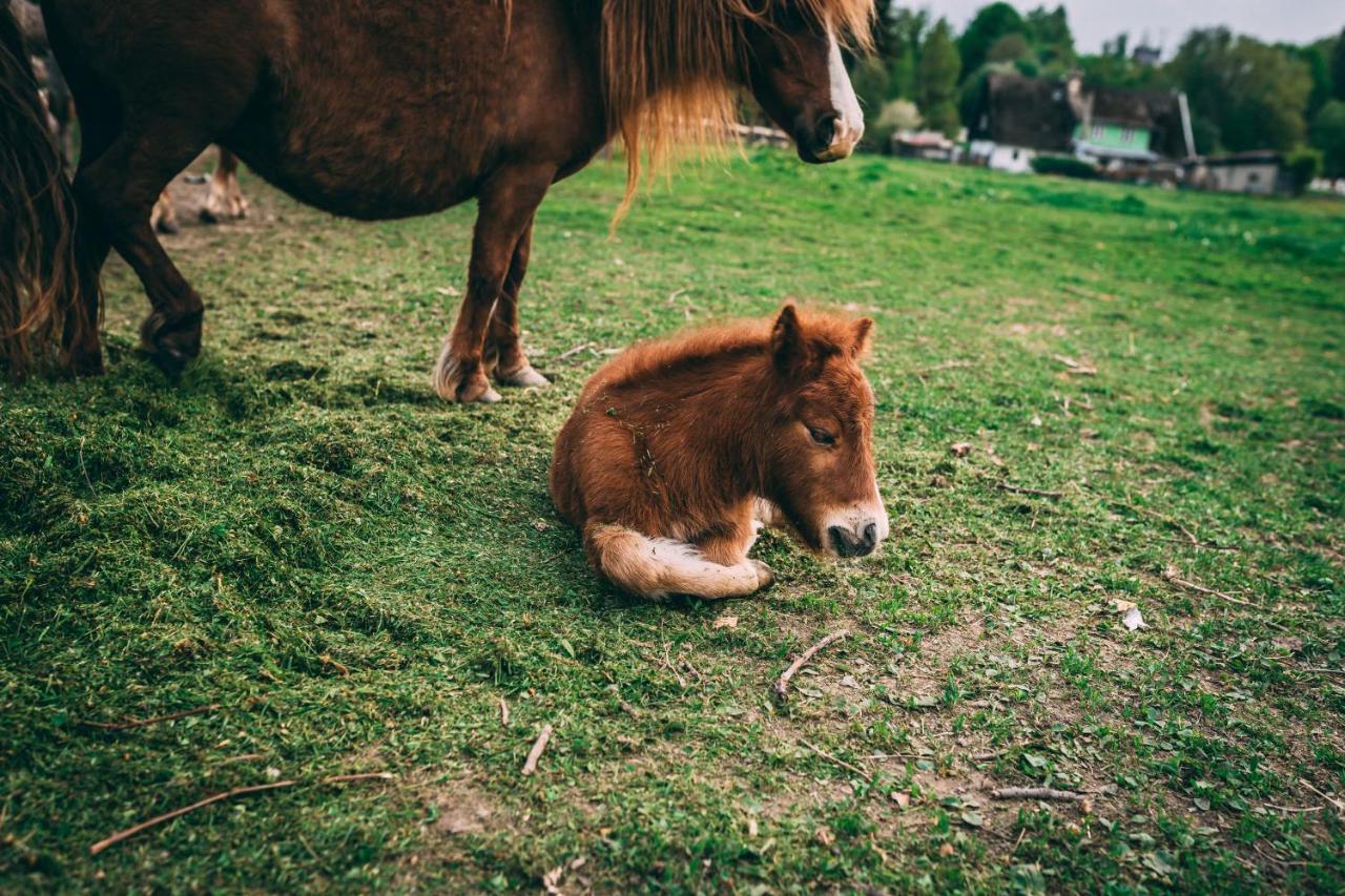 Sudeckie Chaty Kudowa-Zdrój Exteriér fotografie